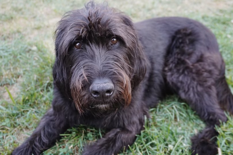 Meet Cole, the lovable Labradoodle featured in the About Me section of MI AAC Access. Cole adds a personal touch behind the company.